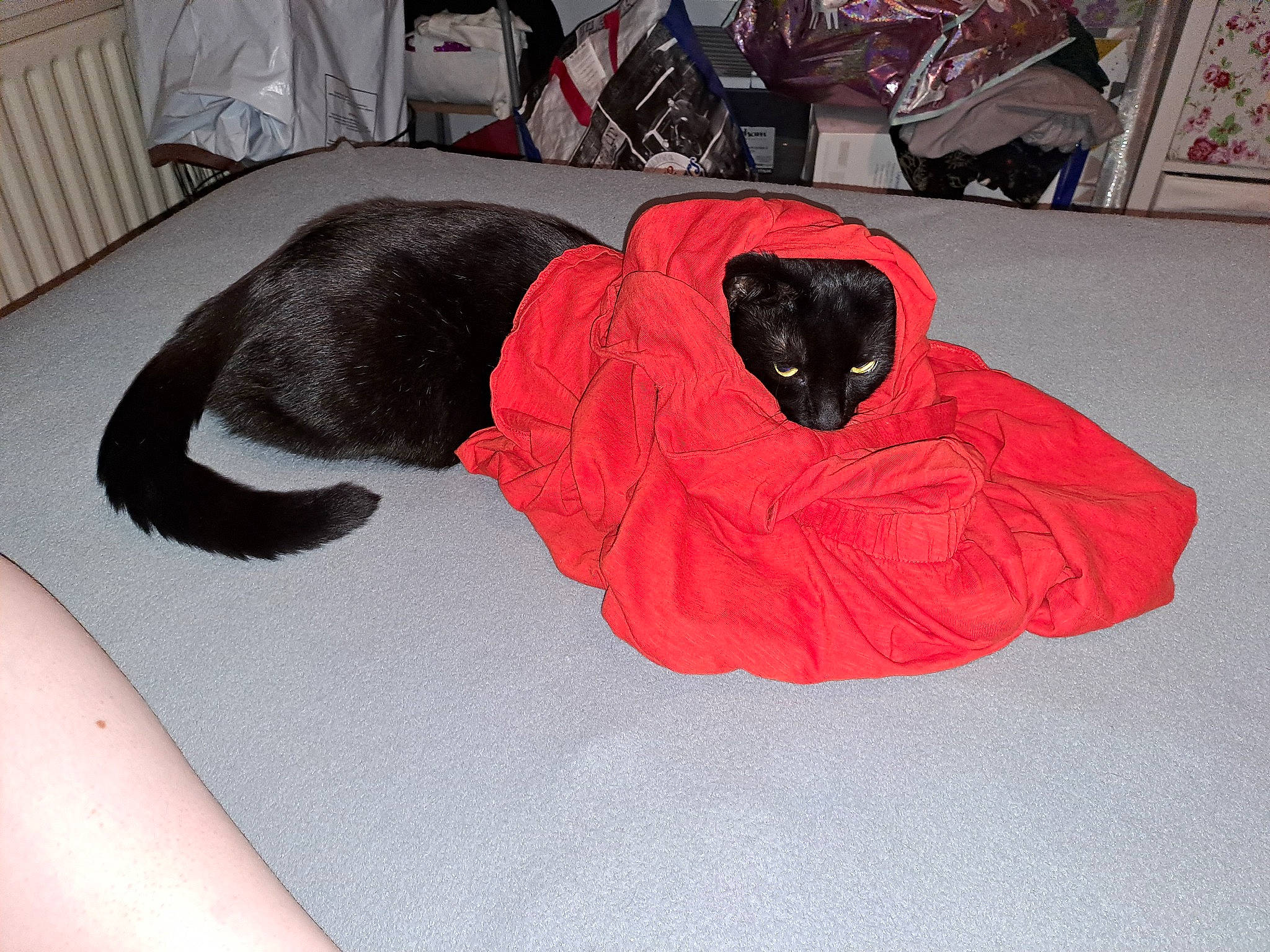 Merlin joined the competition — help win amazing prizes! bag, bean_bag, bean_bag_chair, bed, bedding, carmine, carnivore, comfort, companion_dog, dog, dog_bed, dog_breed, dog_supply, flooring, fur, linens, luggage_and_bags, room, sporting_group, sportswear