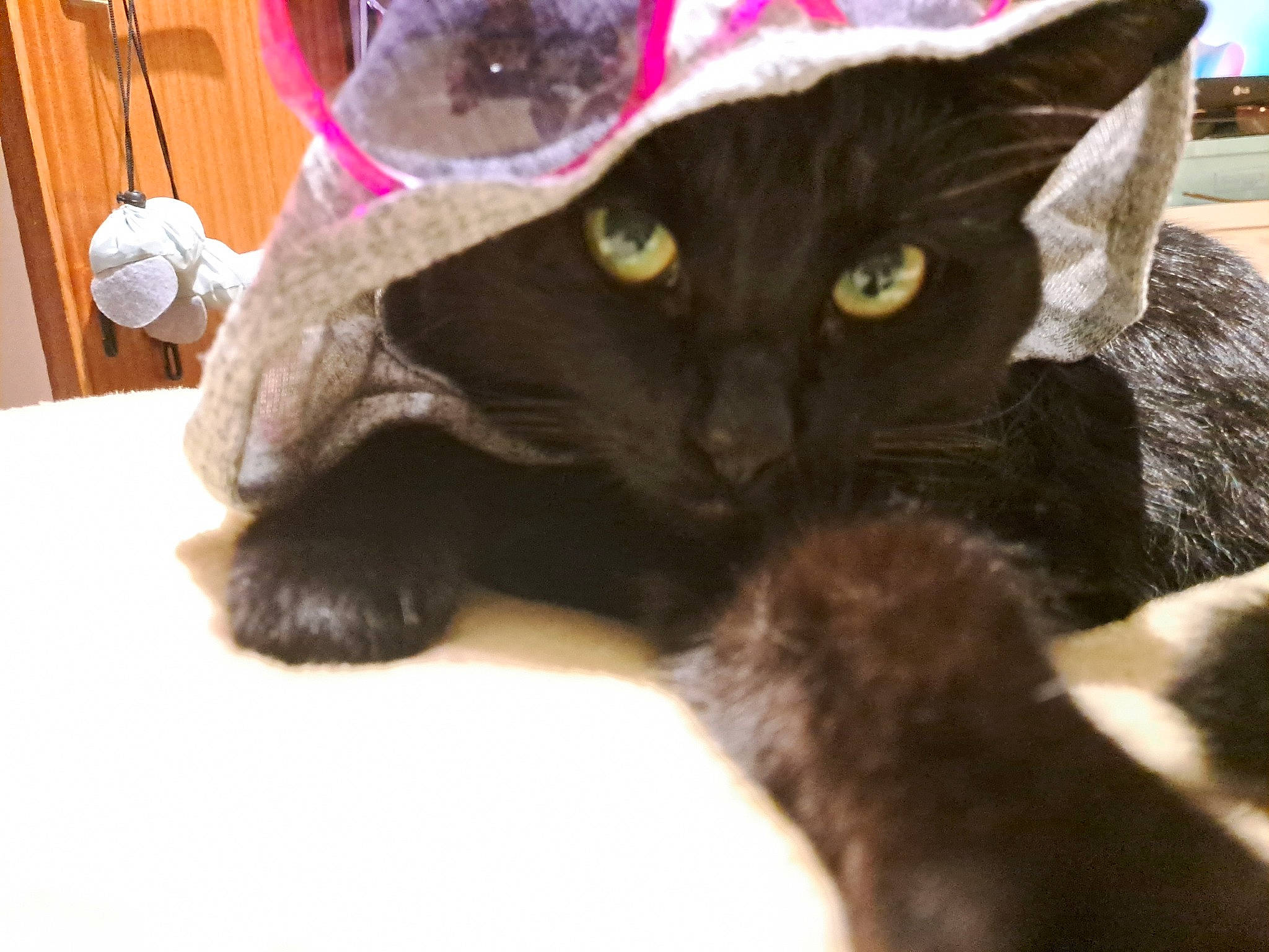 Merlin is registered to the contest to win money with this photo: black_cat, bombay, carnivore, cat, cat_supply, claw, comfort, domestic_short_haired_cat, felidae, fur, havana_brown, paw, small_to_medium_sized_cats, tail, whiskers