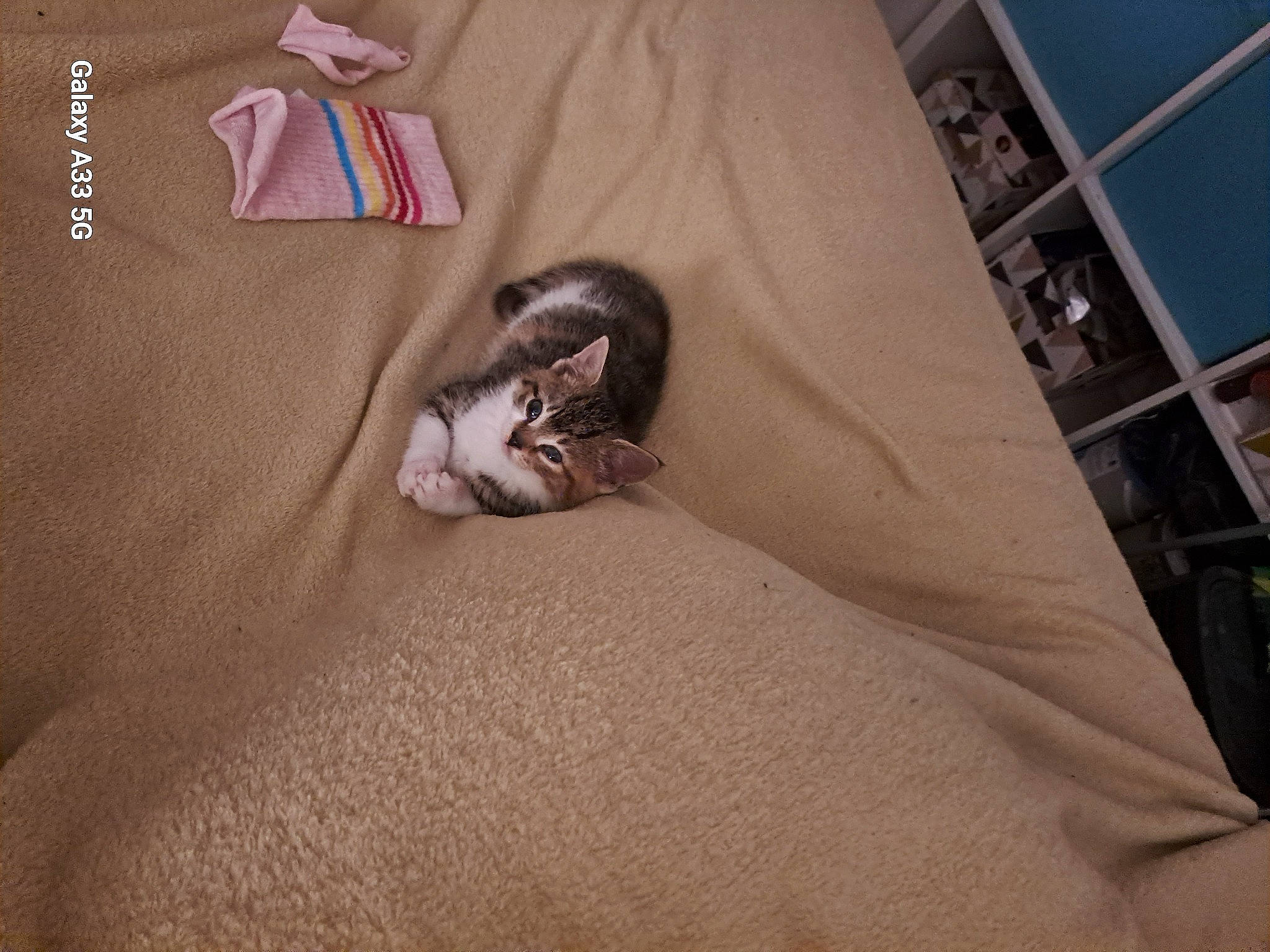 Trixie joined the competition — help win amazing prizes! bag, bed, bed_sheet, bedding, brown, carnivore, cat, comfort, domestic_short_haired_cat, fawn, felidae, fur, grey, hardwood, linens, room, small_to_medium_sized_cats, tail, whiskers, wood