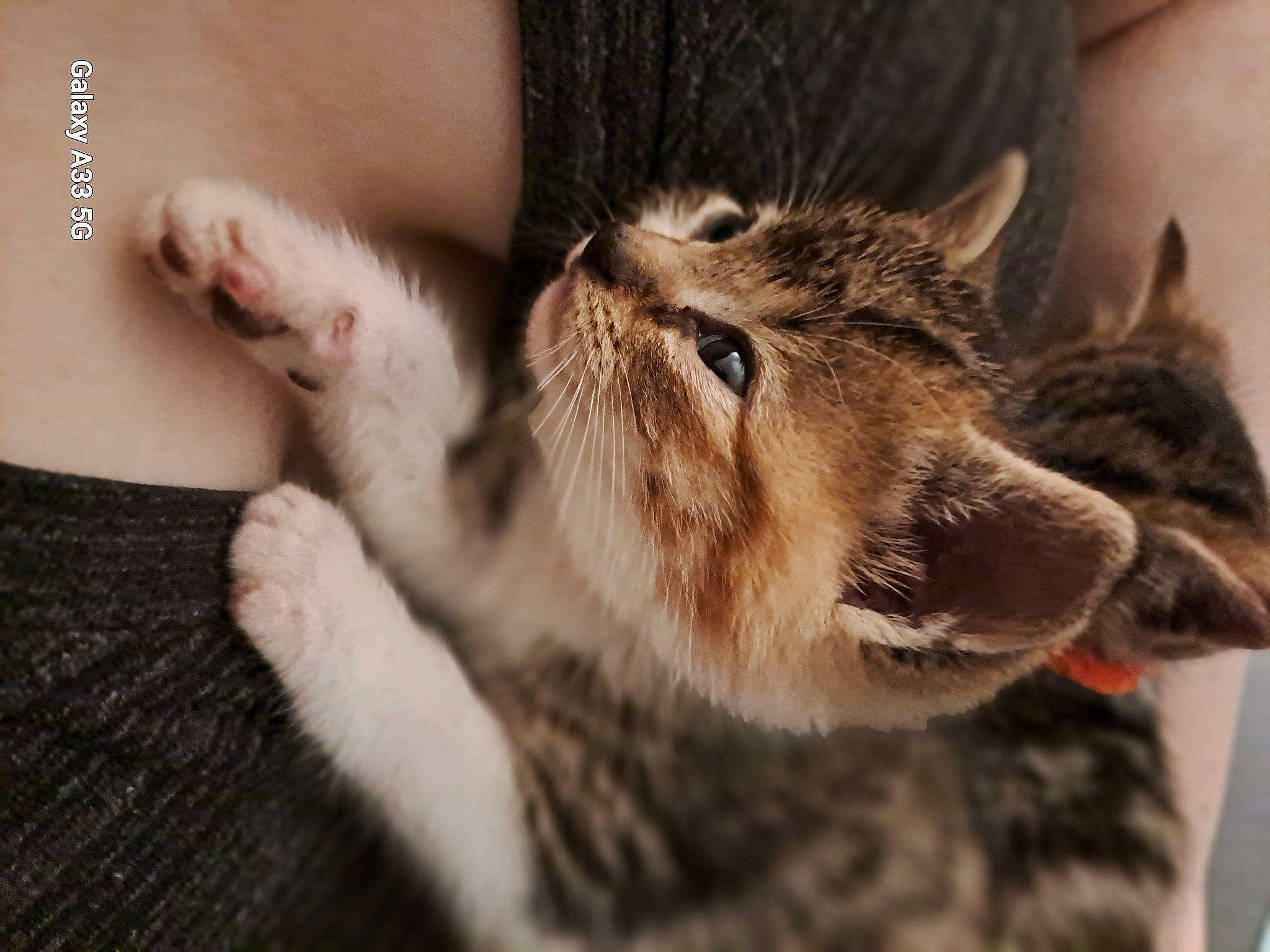 Trixie is registered to the contest to win money with this photo: big_cats, canidae, carnivore, cat, claw, domestic_short_haired_cat, ear, eye, fang, fawn, felidae, fur, nap, paw, small_to_medium_sized_cats, snout, tail, terrestrial_animal, whiskers, wildlife