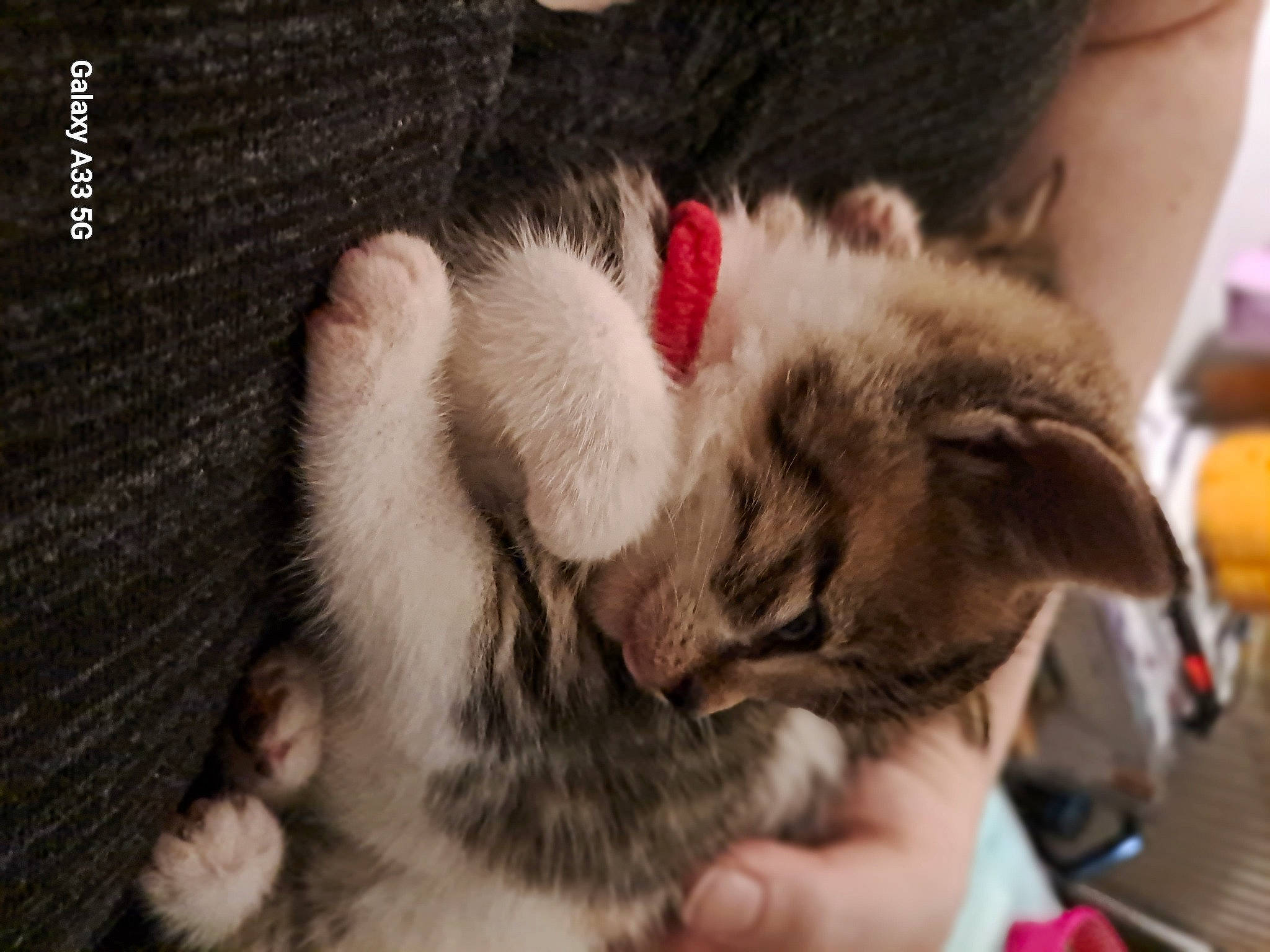 Trixie is registered to the contest to win money with this photo: carnivore, cat, claw, comfort, domestic_short_haired_cat, ear, felidae, fur, gesture, nap, paw, small_to_medium_sized_cats, whiskers