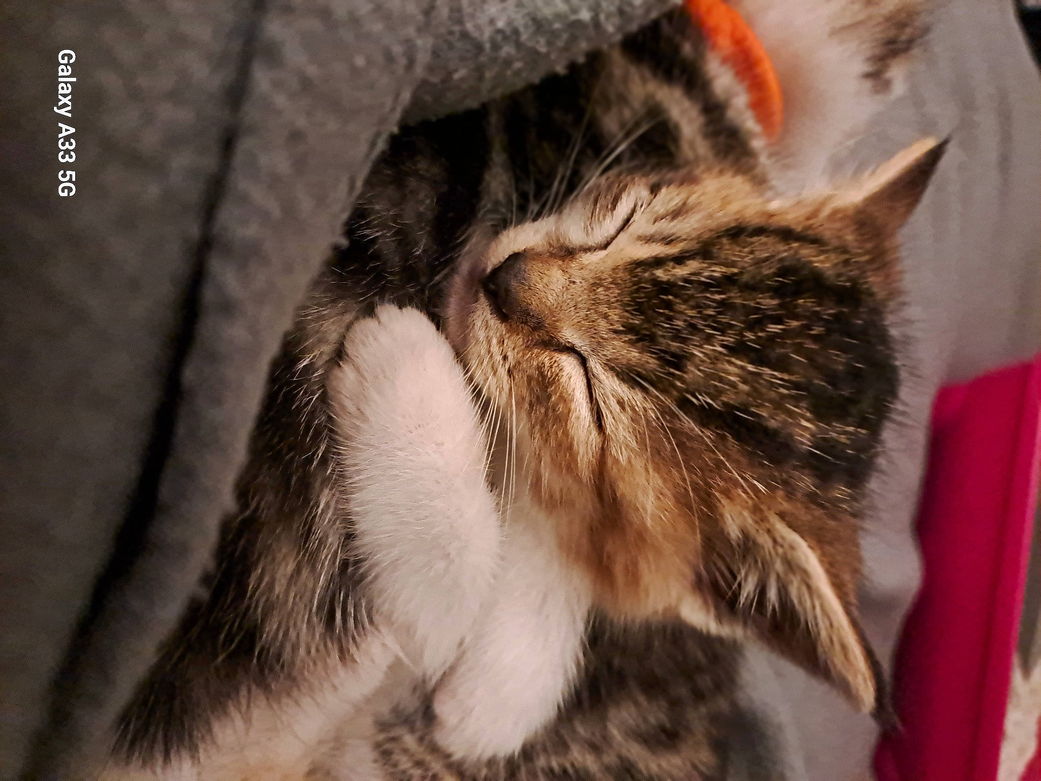 Trixie joined the competition — help win amazing prizes! brown, carnivore, cat, claw, comfort, domestic_short_haired_cat, felidae, fur, nap, natural_material, paw, sleep, small_to_medium_sized_cats, snout, terrestrial_animal, whiskers