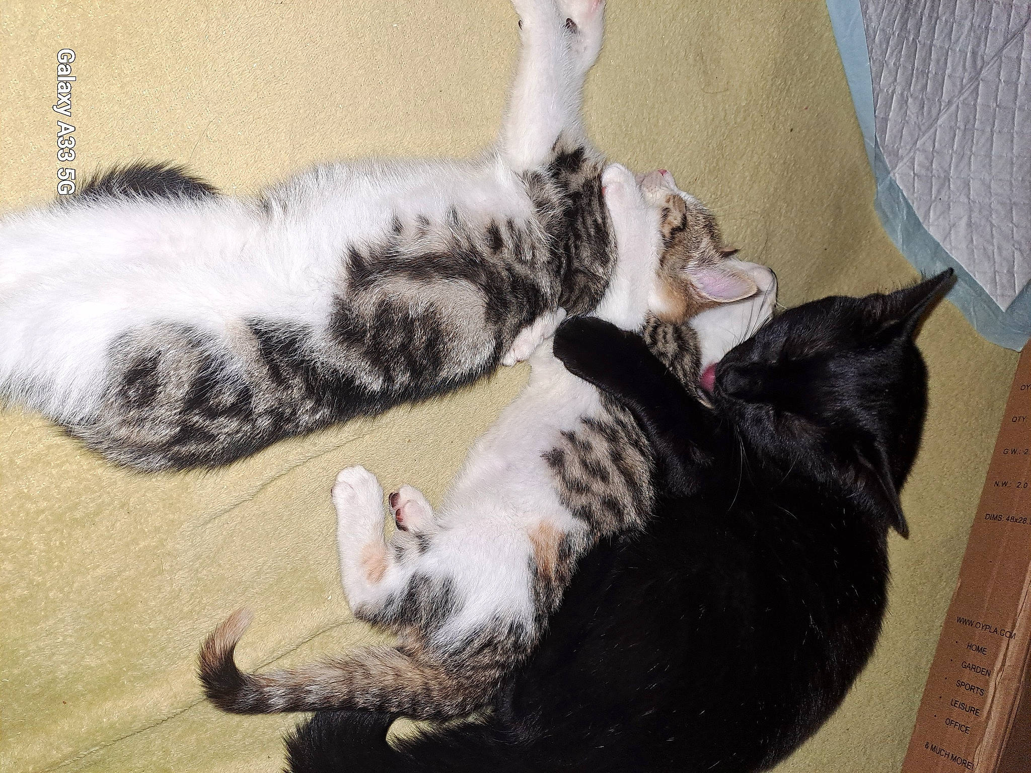 Gizmo is registered to the contest to win money with this photo: canidae, carnivore, cat, claw, comfort, dog_breed, domestic_short_haired_cat, felidae, fur, mammal, nap, paw, small_to_medium_sized_cats, snout, sporting_group, tail, vertebrate, whiskers