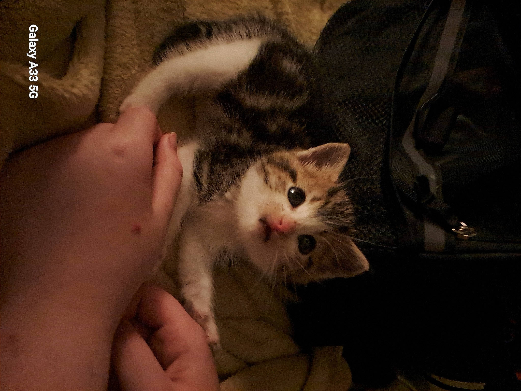 Gizmo is registered to the contest to win money with this photo: bag, carnivore, cat, claw, comfort, domestic_short_haired_cat, ear, eyelash, fawn, felidae, fur, gesture, lap, nail, paw, small_to_medium_sized_cats, snout, tail, thumb, whiskers