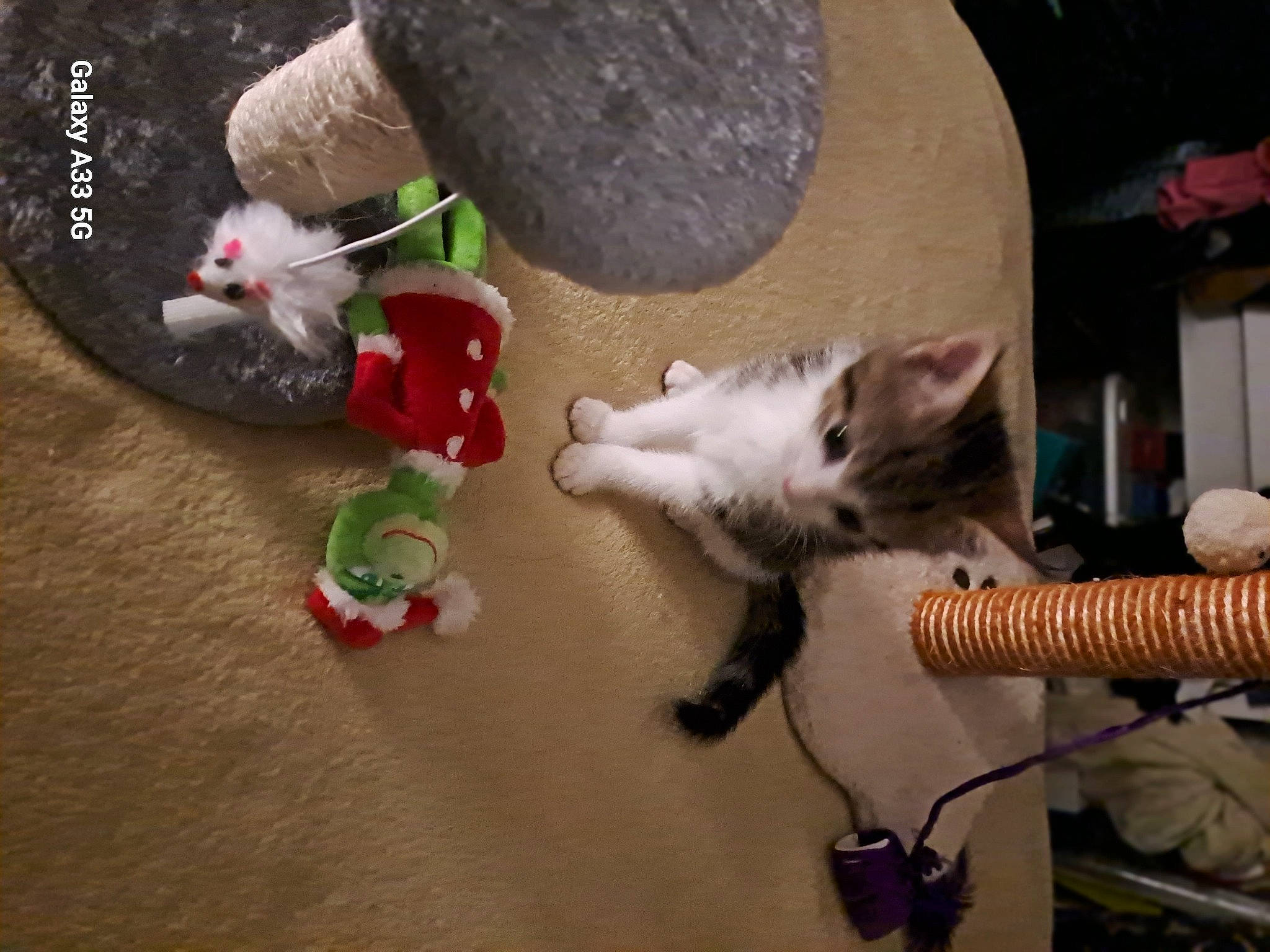 Gizmo joined the competition — help win amazing prizes! canidae, carmine, carnivore, cat, cat_supply, cat_toy, collar, domestic_short_haired_cat, fashion_accessory, fawn, felidae, fur, paw, small_to_medium_sized_cats, tail, whiskers