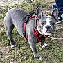 Lobo joined the competition — help win amazing prizes! dog, french_bulldog, gray_dog, pet, animal, harness, outdoor, grass, dirt, canine, standing, alert, ears_up, leash, person, shoes, nature, companion, cute, friendly