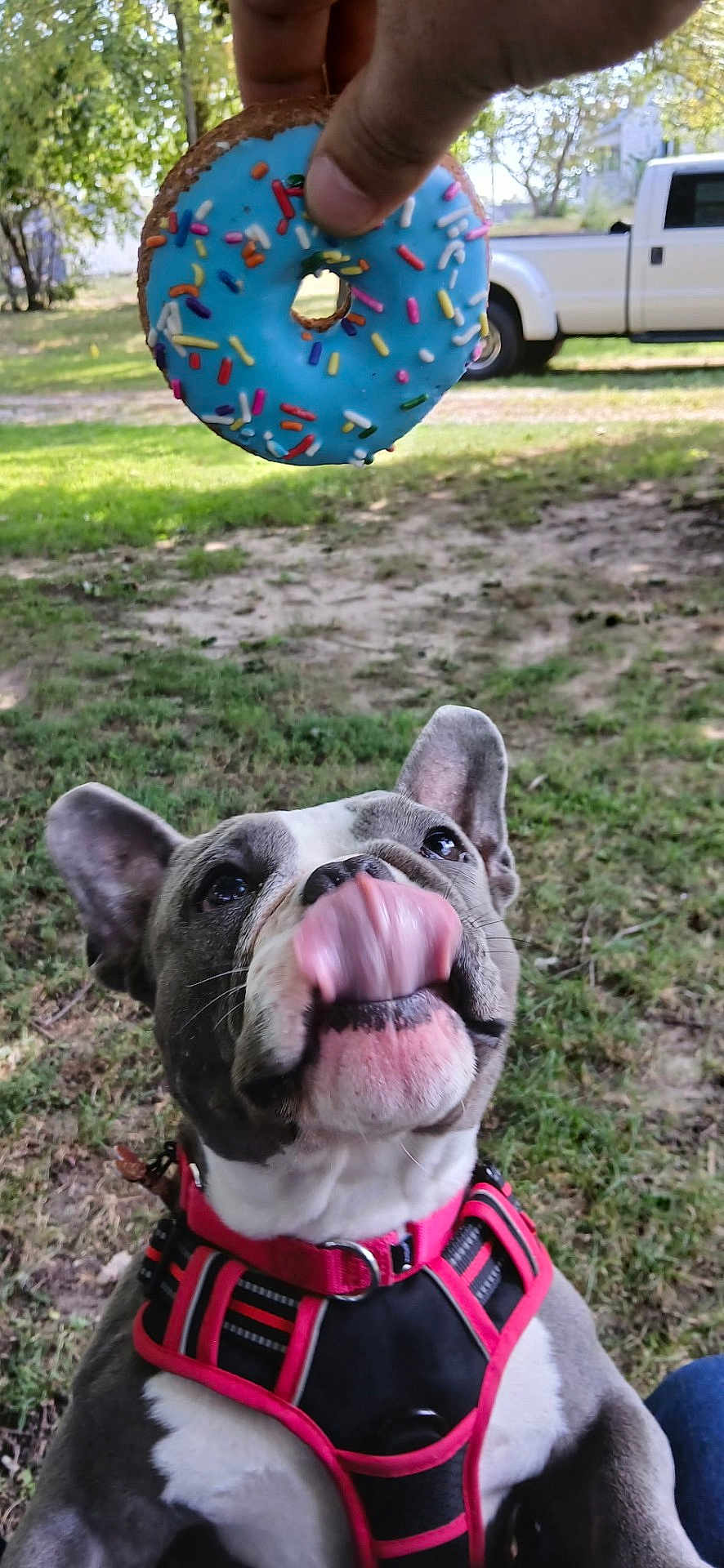 Lobo is registered to the contest to win money with this photo: dog, canine, pet, outdoor, grass, donut, blue_frosting, sprinkles, hand, harness, pink, black, tongue, licking, trees, sunlight, pickup_truck, vehicle, nature, playful