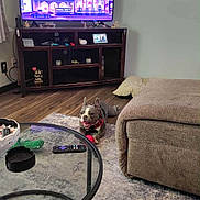 Lobo is registered to the contest to win money with this photo: dog, living_room, rug, toy, glass_table, remote_control, tv, animation, wood_floor, ottoman, couch, decor, indoor, pet, happy, playful, relaxing, smiling_dog, furniture, home