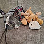 Lobo is registered to the contest to win money with this photo: dog, sleeping, plush_toy, moose, couch, furniture, brown, gray_dog, pet, resting, indoors, fabric, closeup, canine, animal, cute, soft_toy, domestic_animal, relaxation, harness
