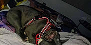 Lobo is registered to the contest to win money with this photo: dog, sleeping, bed, blanket, harness, indoor, pet, resting, cozy, furniture, canine, comfort, animal, quiet, domestic, relaxation, sleep, home, cute, calm