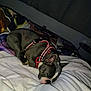 dog, sleeping, bed, blanket, harness, indoor, pet, resting, cozy, furniture, canine, comfort, animal, quiet, domestic, relaxation, sleep, home, cute, calm