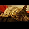 Dexter a rejoint le concours — aidez-le/la à gagner de superbes lots ! animal, cat, closeup, cozy, domestic_cat, eyes, face, feline, fur, indoor, lying_down, pet, portrait, relaxed, resting, soft_light, tabby_cat, text_overlay, warm_tone, whiskers