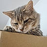 Dexter a rejoint le concours — aidez-le/la à gagner de superbes lots ! cat, tabby, animal, pet, fur, whiskers, paw, cardboard_box, indoor, close_up, curious, looking_down, ears, face, feline, mammal, cute, domestic, home, soft_light