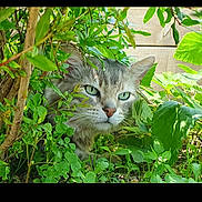 Dexter participe au concours pour gagner de l'argent avec cette photo : cat, animal, green_eyes, bush, leaves, nature, outdoor, pet, feline, grass, plant, wildlife, cute, muzzle, whiskers, fur, closeup, garden, camouflage, curious