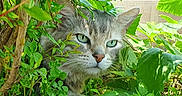 Dexter participe au concours pour gagner de l'argent avec cette photo : animal, bush, camouflage, cat, closeup, curious, cute, feline, fur, garden, grass, green_eyes, leaves, muzzle, nature, outdoor, pet, plant, whiskers, wildlife