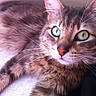 Dexter participe au concours pour gagner de l'argent avec cette photo : cat, tabby, green_eyes, close_up, feline, fur, whiskers, pet, animal, cute, indoors, resting, mammal, lying_down, face, ears, nose, soft, domestic_animal, relaxed