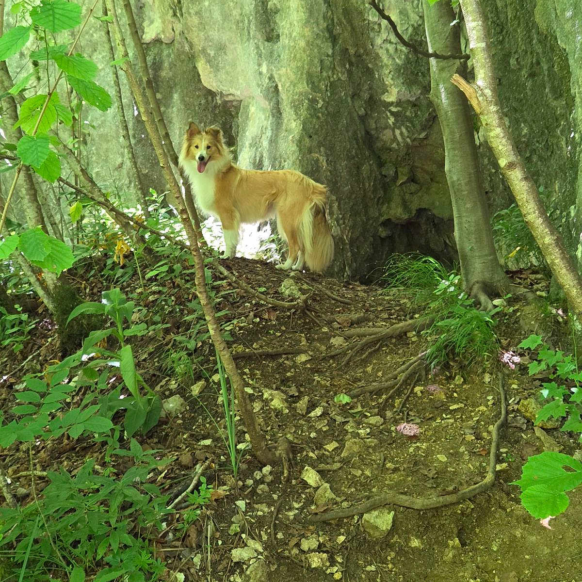 Vanille participe au concours pour gagner de l'argent avec cette photo : animal, bark, canine, dog, forest, fur, greenery, happy, leaves, moss, nature, outdoor, path, pet, rocks, sunlight, trail, trees, trunk, woodland