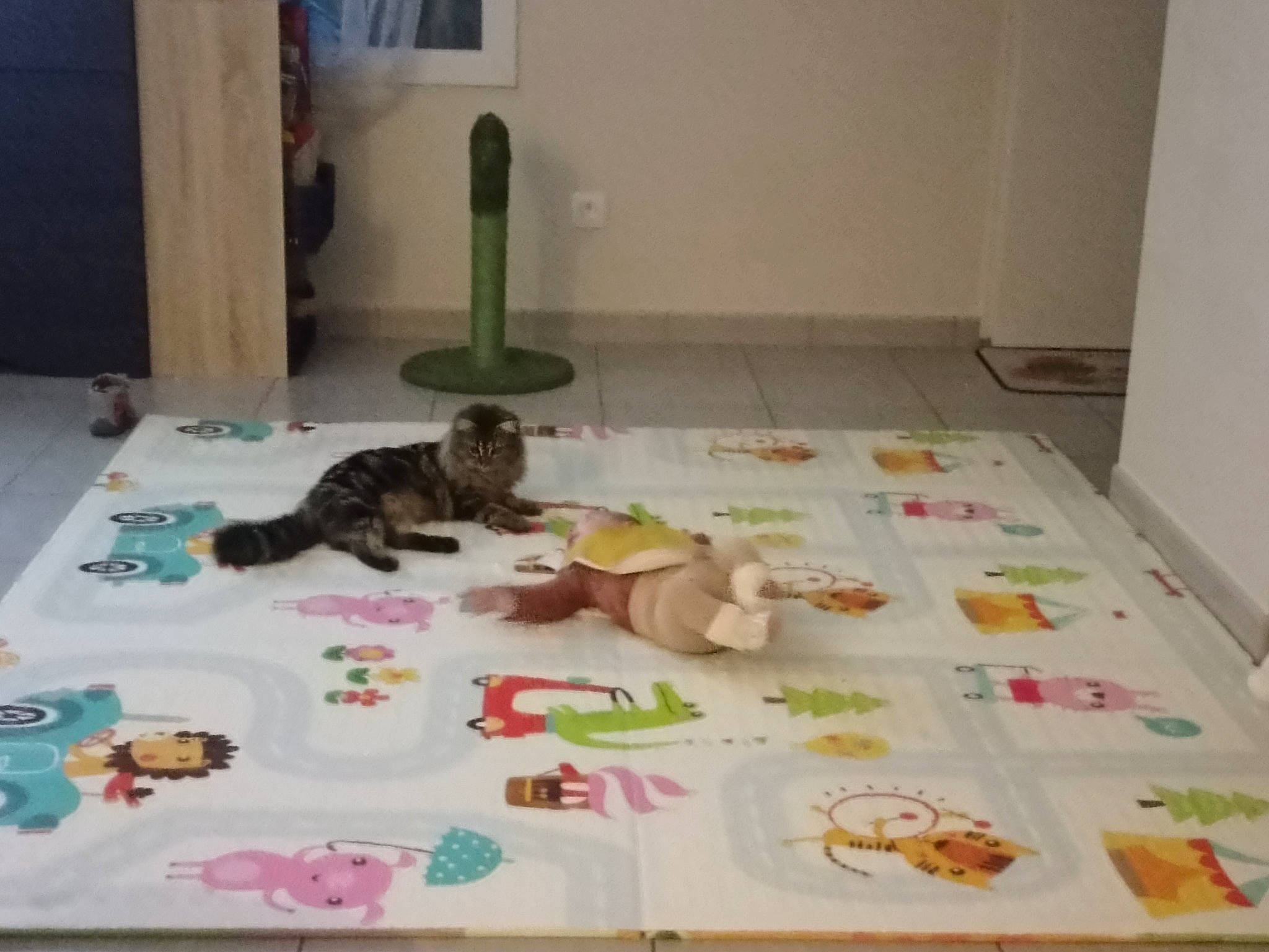 Time participe au concours pour gagner de l'argent avec cette photo : art, carnivore, carpet, cat, comfort, domestic_short_haired_cat, fawn, felidae, floor, flooring, hardwood, linens, room, small_to_medium_sized_cats, stuffed_toy, tail, toy, visual_arts, whiskers, wood