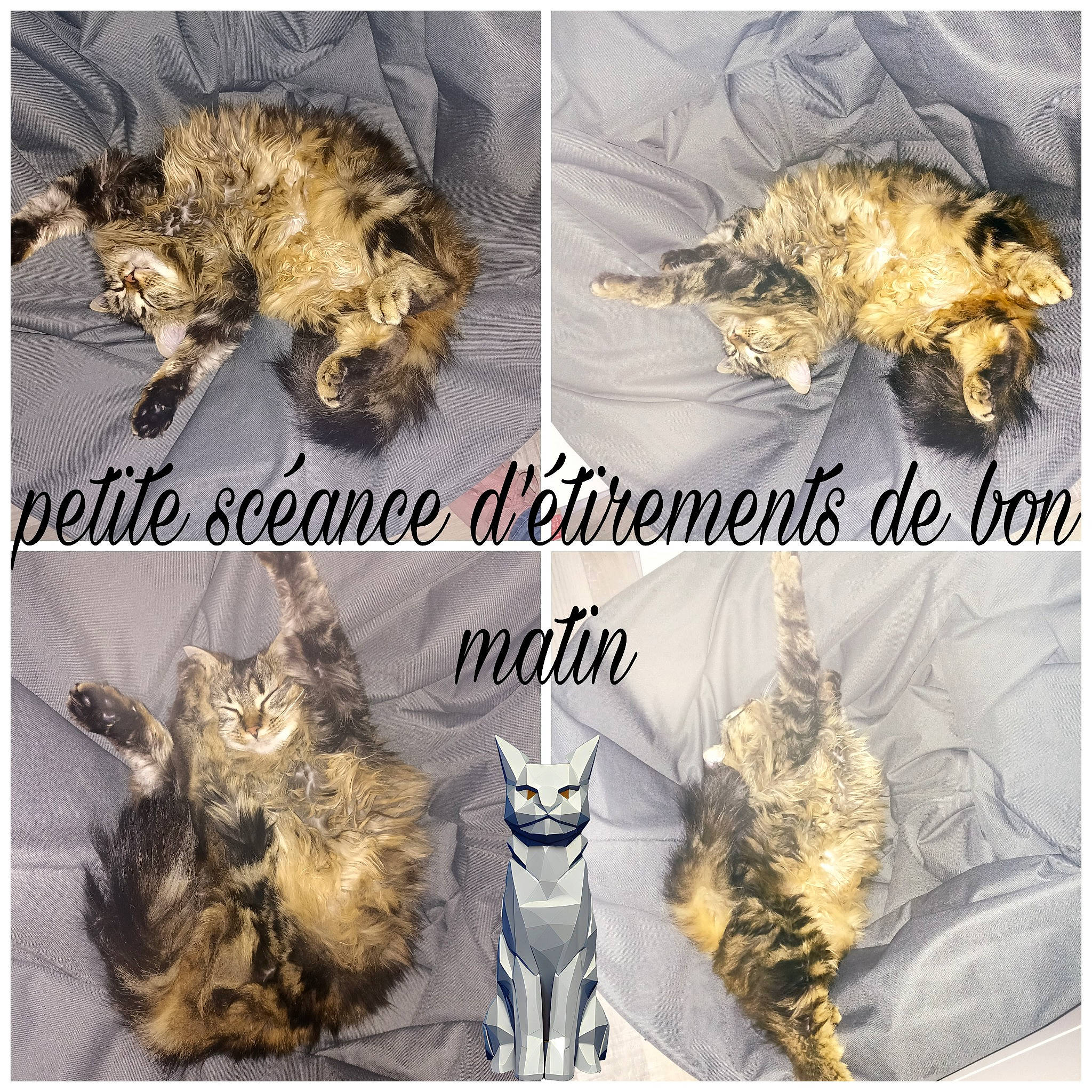 Time a rejoint le concours — aidez-le/la à gagner de superbes lots ! carnivore, cat, claw, collage, event, fashion_accessory, felidae, font, fur, jewellery, mammal, organism, photo_caption, plant, small_to_medium_sized_cats, tail, terrestrial_animal, vertebrate, whiskers, wildlife