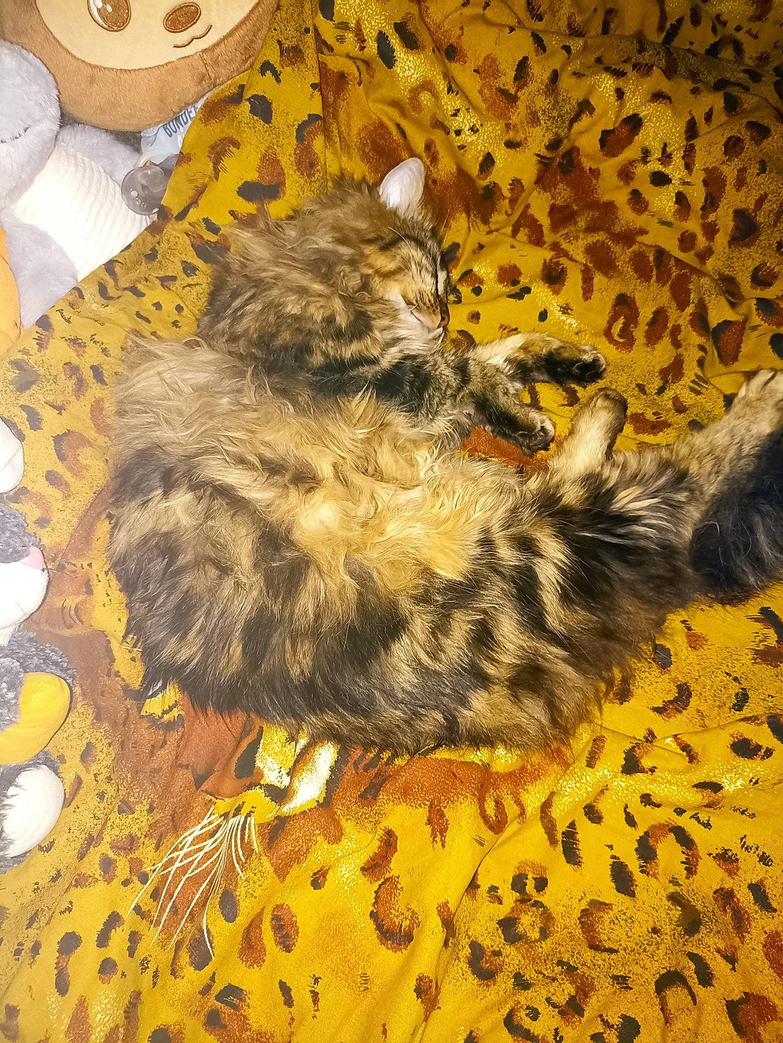 Time participe au concours pour gagner de l'argent avec cette photo : adhesive, adhesive_tape, carnivore, cat, claw, domestic_short_haired_cat, felidae, flooring, fur, masking_tape, pattern, paw, small_to_medium_sized_cats, soil, tail, terrestrial_animal, toilet_paper, whiskers, wood, yellow