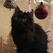Barney is registered to the contest to win money with this photo: animal, bell, black_cat, cat, celebration, christmas_tree, closeup, curious, cute, decor, eyes, festive, fluffy, fur, holiday_decorations, indoor, ornament, pet, seasonal, whiskers