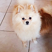 Rambo a rejoint le concours — aidez-le/la à gagner de superbes lots ! canidae, carnivore, companion_dog, dog, dog_breed, german_spitz, german_spitz_klein, german_spitz_mittel, indian_spitz, japanese_spitz, mammal, non_sporting_group, pomeranian, puppy, snout, spitz, toy_dog, vertebrate, volpino_italiano, whiskers