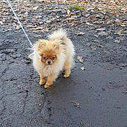 Reina participe au concours pour gagner de l'argent avec cette photo : canidae, carnivore, cavachon, chinese_imperial_dog, companion_dog, dog, dog_breed, fawn, german_spitz, german_spitz_klein, german_spitz_mittel, mammal, non_sporting_group, pomeranian, puppy, spitz, toy_dog, vertebrate