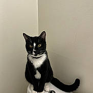 George joined the competition — help win amazing prizes! cat, tuxedo_cat, black_and_white, sitting, toilet, bathroom, indoor, pet, animal, feline, whiskers, yellow_eyes, tail, collar, curious, quiet, corner, white_walls, domestic_cat, clean