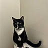 cat, tuxedo_cat, black_and_white, sitting, toilet, bathroom, indoor, pet, animal, feline, whiskers, yellow_eyes, tail, collar, curious, quiet, corner, white_walls, domestic_cat, clean