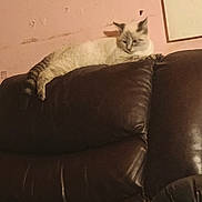 Biggy Smalls Murphy is registered to the contest to win money with this photo: cat, couch, cozy, domestic_cat, ears, fur, indoor, leather_sofa, living_room, low_light, perched, pet, pink_wall, relaxed, resting, scratches_on_wall, shabby_wall, siamese, sofa, tail