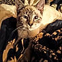 Biggy Smalls Murphy is registered to the contest to win money with this photo: animal, bed, blanket, cat, closeup, comfort, cozy, cute, ears, eyes, face, feline, fur, indoor, mammal, pattern, pet, relaxed, resting, whiskers