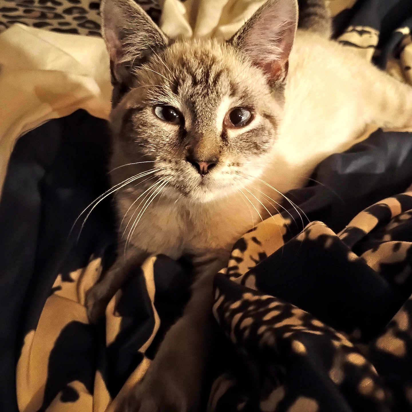 Biggy Smalls Murphy is registered to the contest to win money with this photo: animal, bed, blanket, cat, closeup, comfort, cozy, cute, ears, eyes, face, feline, fur, indoor, mammal, pattern, pet, relaxed, resting, whiskers