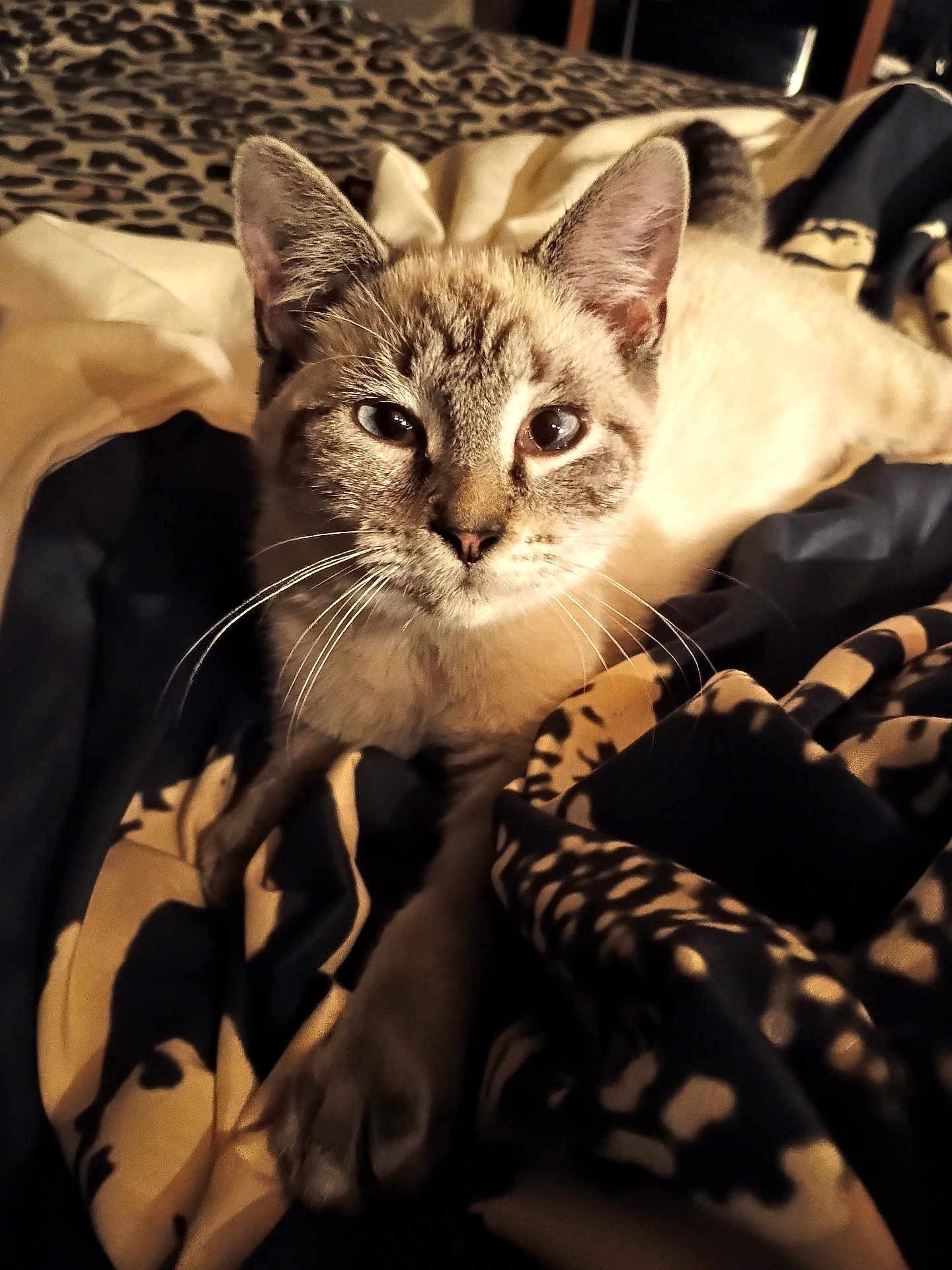 Biggy Smalls Murphy is registered to the contest to win money with this photo: animal, bed, blanket, cat, closeup, comfort, cozy, cute, ears, eyes, face, feline, fur, indoor, mammal, pattern, pet, relaxed, resting, whiskers