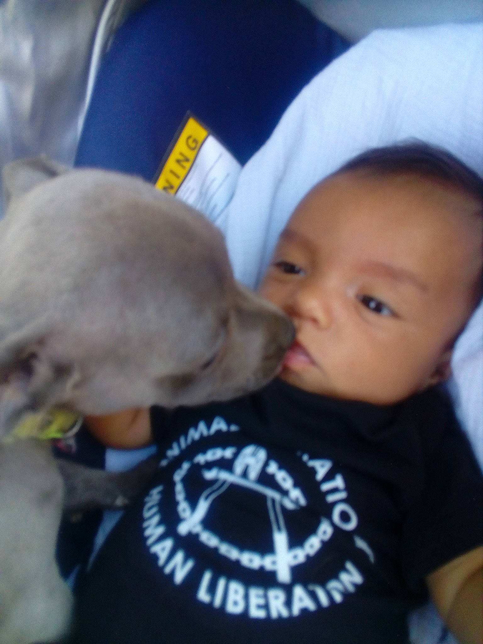 Lorenzo participe au concours pour gagner de l'argent avec cette photo : carnivoran, child, dog, dog_breed, dog_breed_group, dog_like_mammal, ear, infant, labrador_retriever, mammal, nose, person, product, puppy, skin, snout, sporting_group, toddler, vertebrate