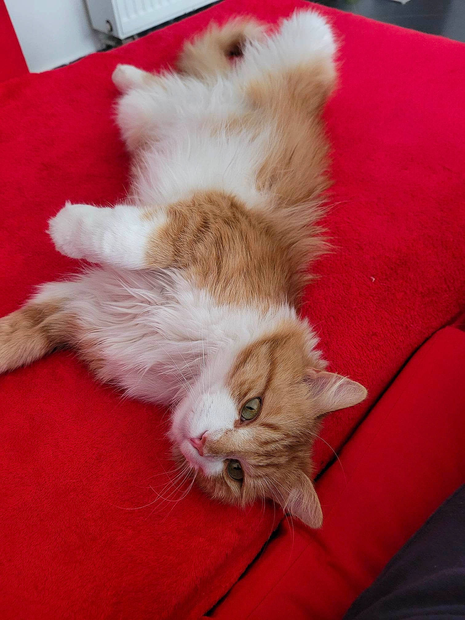 O'Malley a rejoint le concours — aidez-le/la à gagner de superbes lots ! carnivore, cat, claw, comfort, companion_dog, dog_breed, domestic_short_haired_cat, fawn, felidae, foot, fur, human_leg, nap, paw, small_to_medium_sized_cats, snout, tail, whiskers