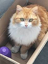 O'Malley a rejoint le concours — aidez-le/la à gagner de superbes lots ! art, box, british_longhair, carnivore, cat, fawn, felidae, flooring, fur, illustration, painting, small_to_medium_sized_cats, snout, tail, terrestrial_animal, whiskers