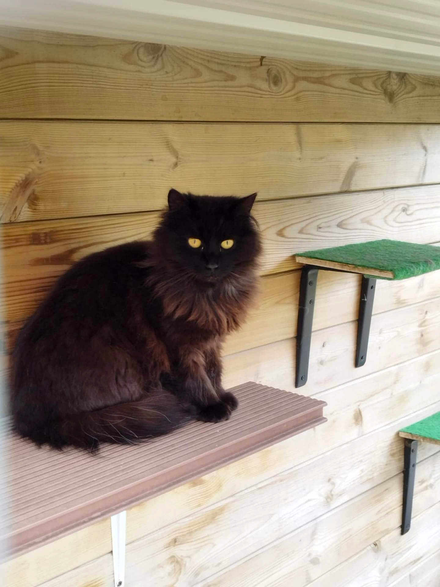 Shadow a rejoint le concours — aidez-le/la à gagner de superbes lots ! cat, black_cat, yellow_eyes, fluffy_fur, wooden_shelf, wood_paneling, indoor, pet, animal, feline, sitting, looking_at_camera, shelf, resting, domestic_cat, close_up, quiet, calm, house_pet, furniture