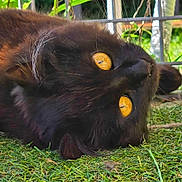 Shadow a rejoint le concours — aidez-le/la à gagner de superbes lots ! black_cat, cat, animal, grass, outdoor, yellow_eyes, close_up, feline, pet, nature, lying_down, whiskers, fur, ears, face, eye_reflection, daylight, greenery, wire_fence, relaxed