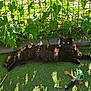 Shadow a rejoint le concours — aidez-le/la à gagner de superbes lots ! black_cat, cat, grass, outdoor, sunlight, shadow, greenery, leafy_vines, wire_fence, toy, playful, pet, animal, relaxing, feline, nature, summer, resting, domestic_cat, sunny