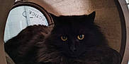 Shadow participe au concours pour gagner de l'argent avec cette photo : cat, black_cat, yellow_eyes, pet, feline, fur, animal, indoor, cage, resting, cozy, tunnel, cute, portrait, looking, relaxed, fluffy, paw, home, pet_bed