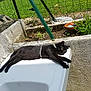 Baguy a rejoint le concours — aidez-le/la à gagner de superbes lots ! backyard, cat, cat_like_mammal, fauna, garden, grass, plant, small_to_medium_sized_cats, tree, window, zoo