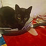 Baguy a rejoint le concours — aidez-le/la à gagner de superbes lots ! black_cat, carnivoran, cat, cat_like_mammal, domestic_short_haired_cat, fauna, kitten, korat, small_to_medium_sized_cats, snout, tail, whiskers