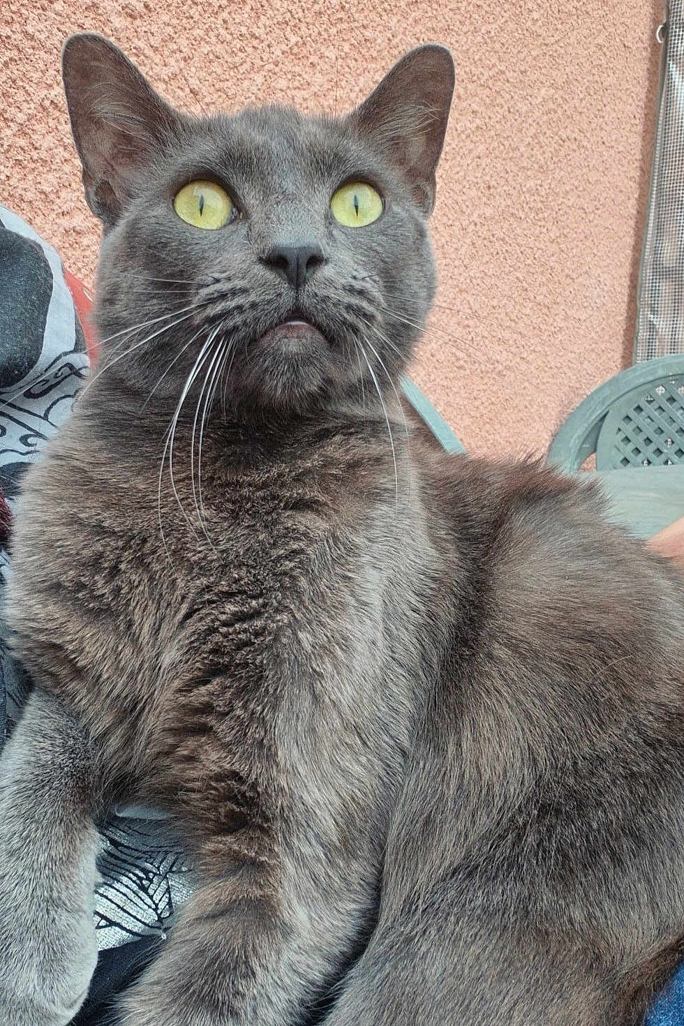 Gris