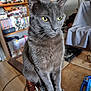 animal, books, bookshelf, cable, cat, chair, domestic_cat, ears, figurines, fur, furniture, grey_cat, home, indoor, looking_away, pet, table, whiskers, wooden_floor, yellow_eyes