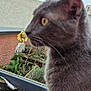 animal, blurred, cat, closeup, feline, flower, fur, garden, gray_cat, greenery, nature, outdoor, pet, planter, plants, profile, soil, sunflower, wall, whiskers