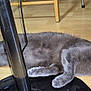 animal, cat, cozy, ear, feline, floor, gray_cat, home, indoor, leg, paw, pet, quiet, relaxing, resting, sleeping, table_leg, tail, whiskers, wooden_floor
