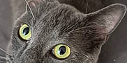 Gris participe au concours pour gagner de l'argent avec cette photo : animal, cat, close_up, curious, cute, domestic_animal, ears, eyes, feline, fur, gray_cat, indoor, looking_up, muzzle, paws, pet, portrait, resting, soft_light, whiskers