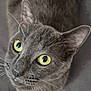 animal, cat, close_up, curious, cute, domestic_animal, ears, eyes, feline, fur, gray_cat, indoor, looking_up, muzzle, paws, pet, portrait, resting, soft_light, whiskers