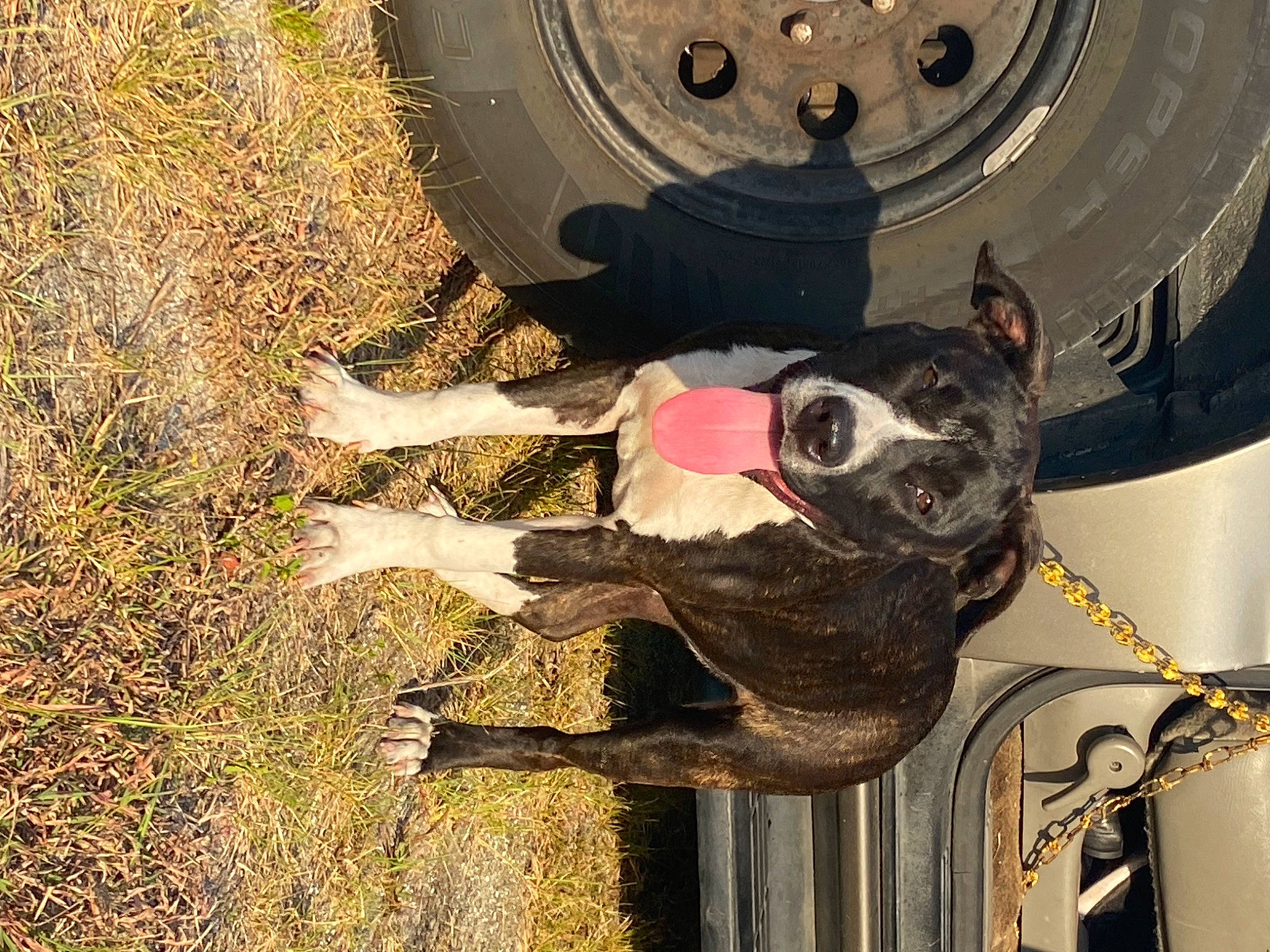 Genesis joined the competition — help win amazing prizes! auto_part, automotive_tire, carnivore, circle, collar, dog, dog_breed, fawn, fender, hat, hubcap, plant, snout, sporting_group, synthetic_rubber, tire, tire_care, tread, vehicle, working_animal