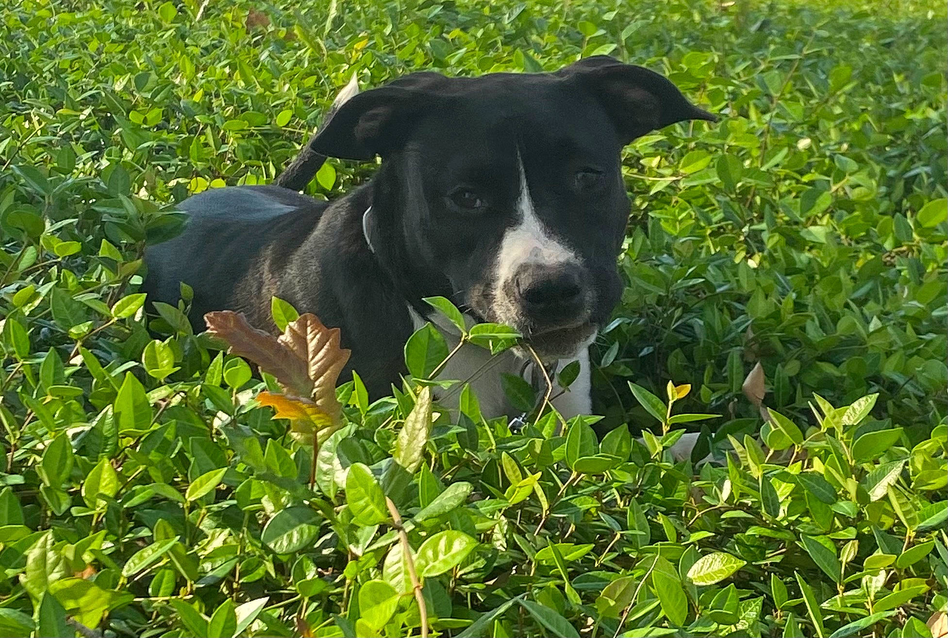 Genesis is registered to the contest to win money with this photo: agriculture, annual_plant, carnivore, companion_dog, dog, dog_breed, field, flowering_plant, grass, grassland, groundcover, herb, meadow, pasture, plant, plantation, shrub, sporting_group, terrestrial_animal, working_animal